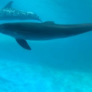 Meet your Posher, Jesus